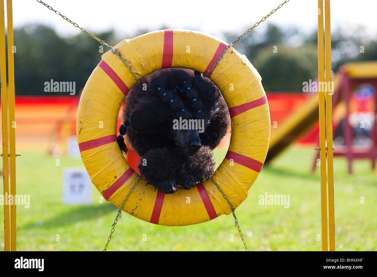 Dog jumping in agility competition Stock Photo Alamy