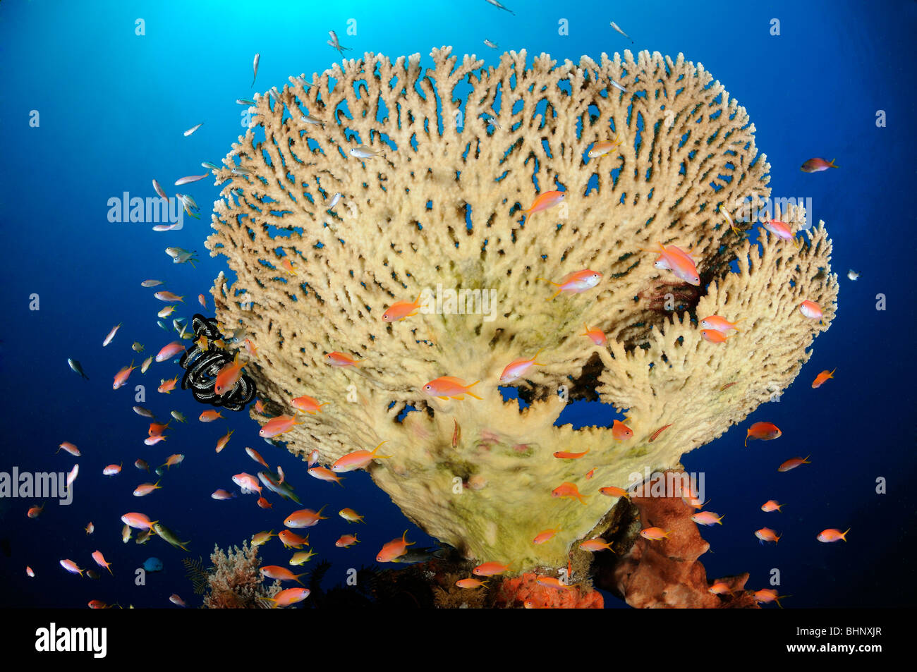 Pseudanthias sp., Acropora clathrata, Anthias and table coral, Out of Eden, Alam Anda, Bali, Indonesia, Indo-Pacific Ocean Stock Photo