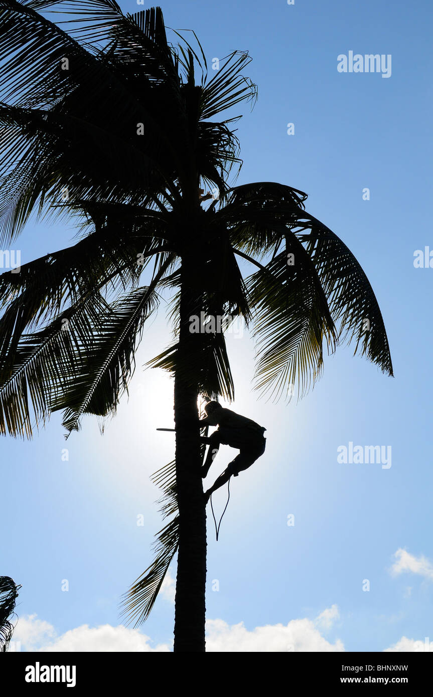 Man climbing on coconut-tree, climber, Alam Anda, Bali, Indonesia, Indo-Pacific Ocean Stock Photo