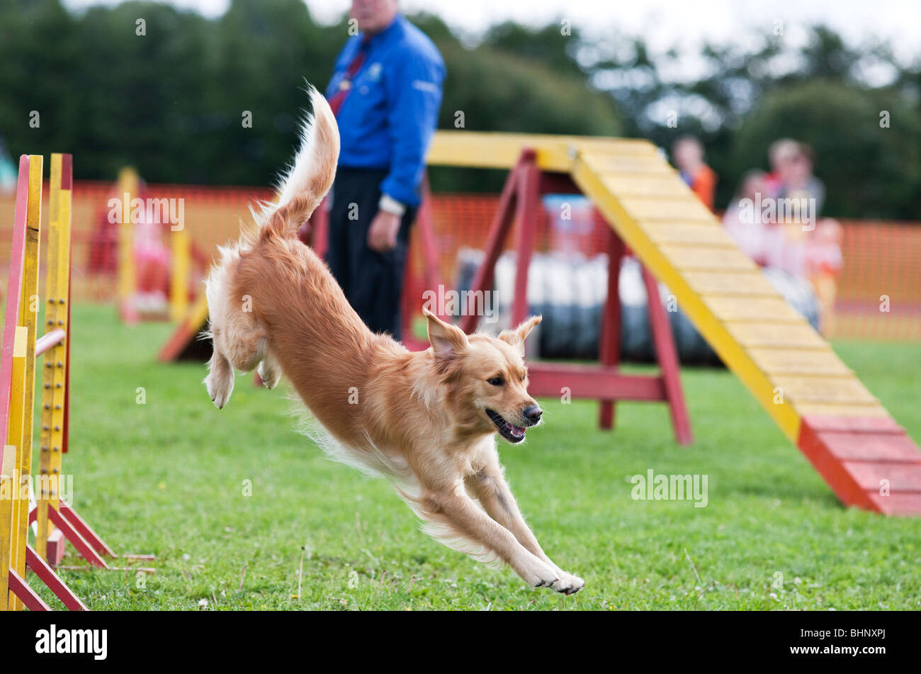 Dog jumping in agility competition Stock Photo Alamy