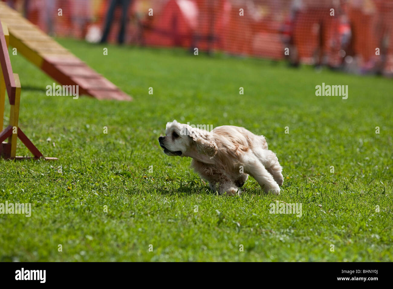 Dog running in agility competition Stock Photo Alamy
