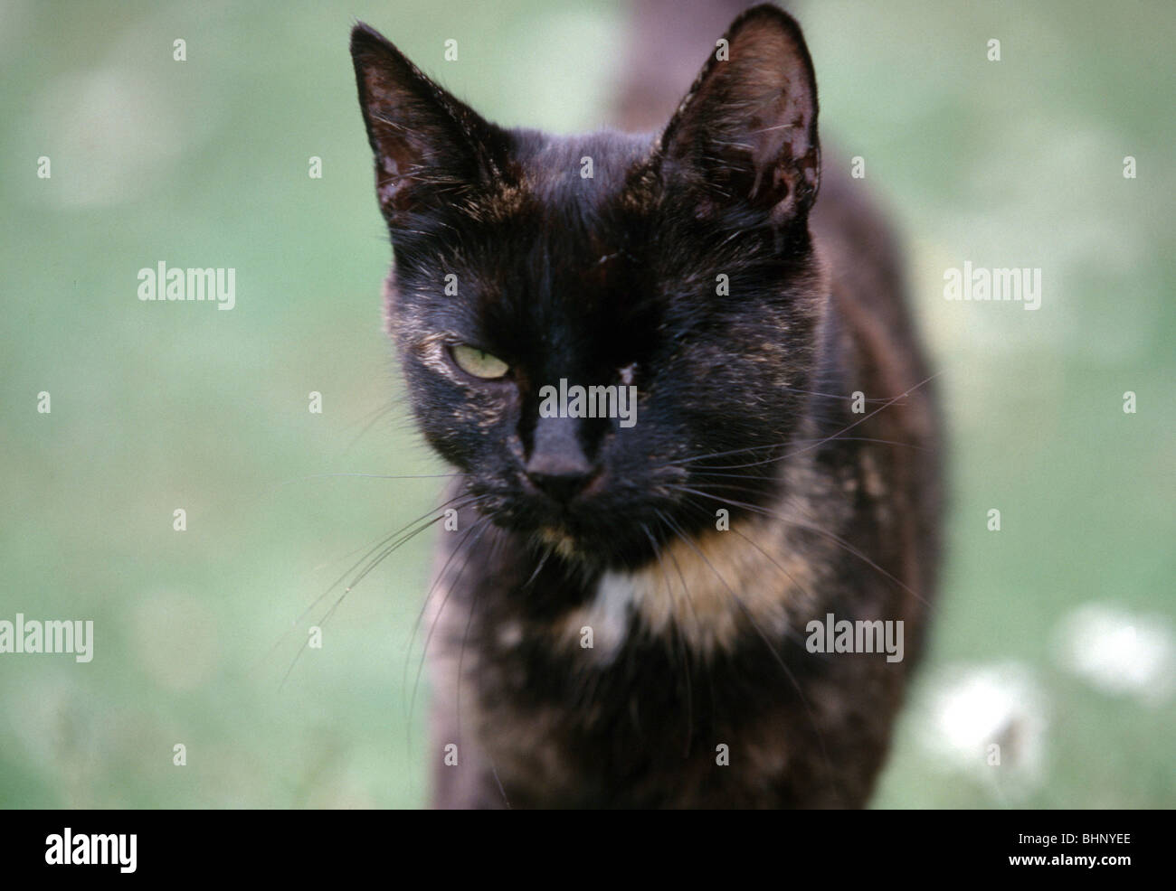 Cat with missing eye hires stock photography and images Alamy
