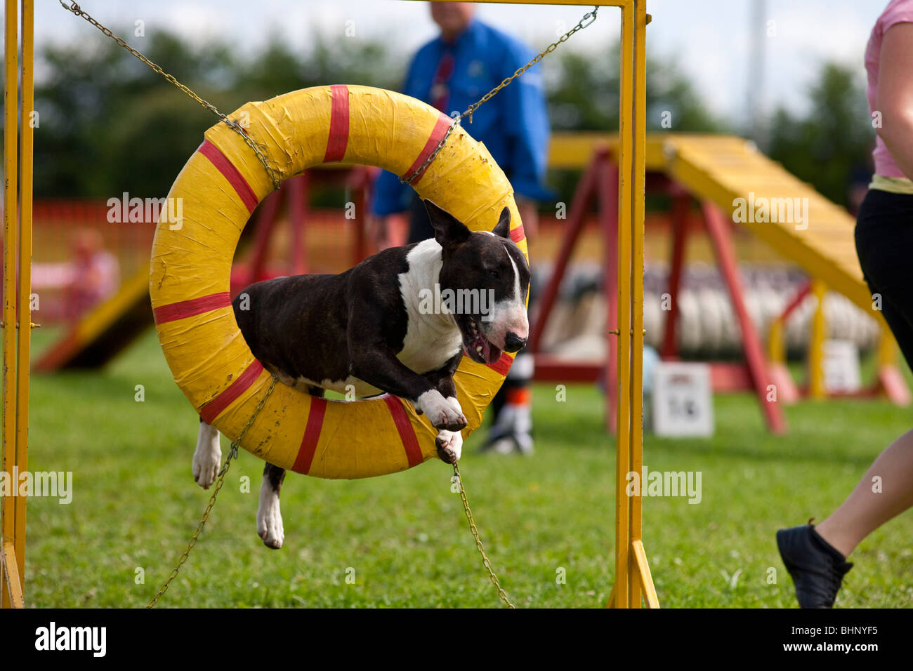 Dog jumping in agility competition Stock Photo - Alamy