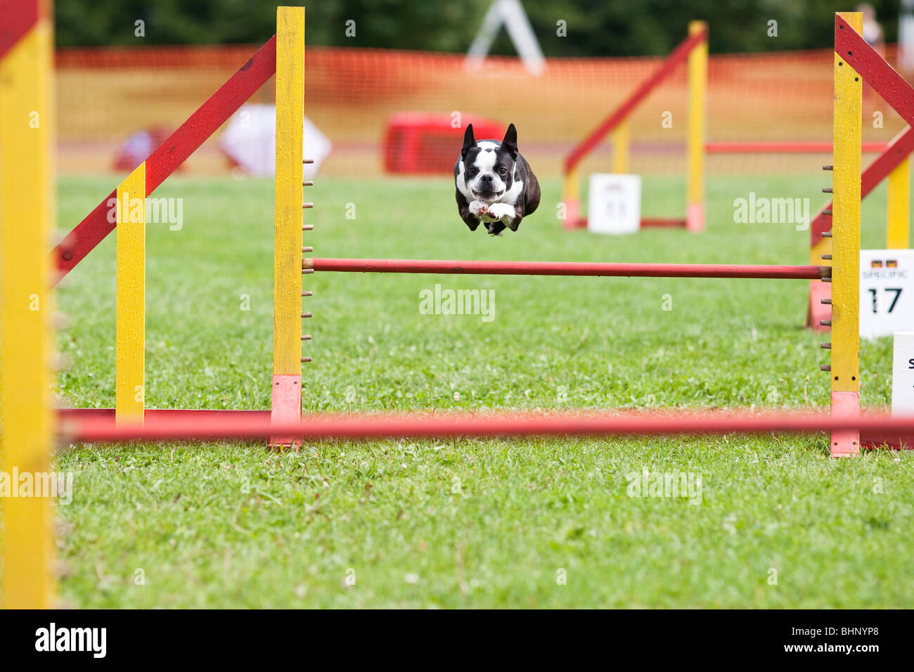 Dog jumping in agility competition Stock Photo Alamy
