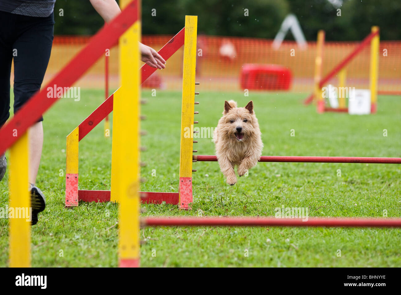 Dog jumping in agility competition Stock Photo Alamy