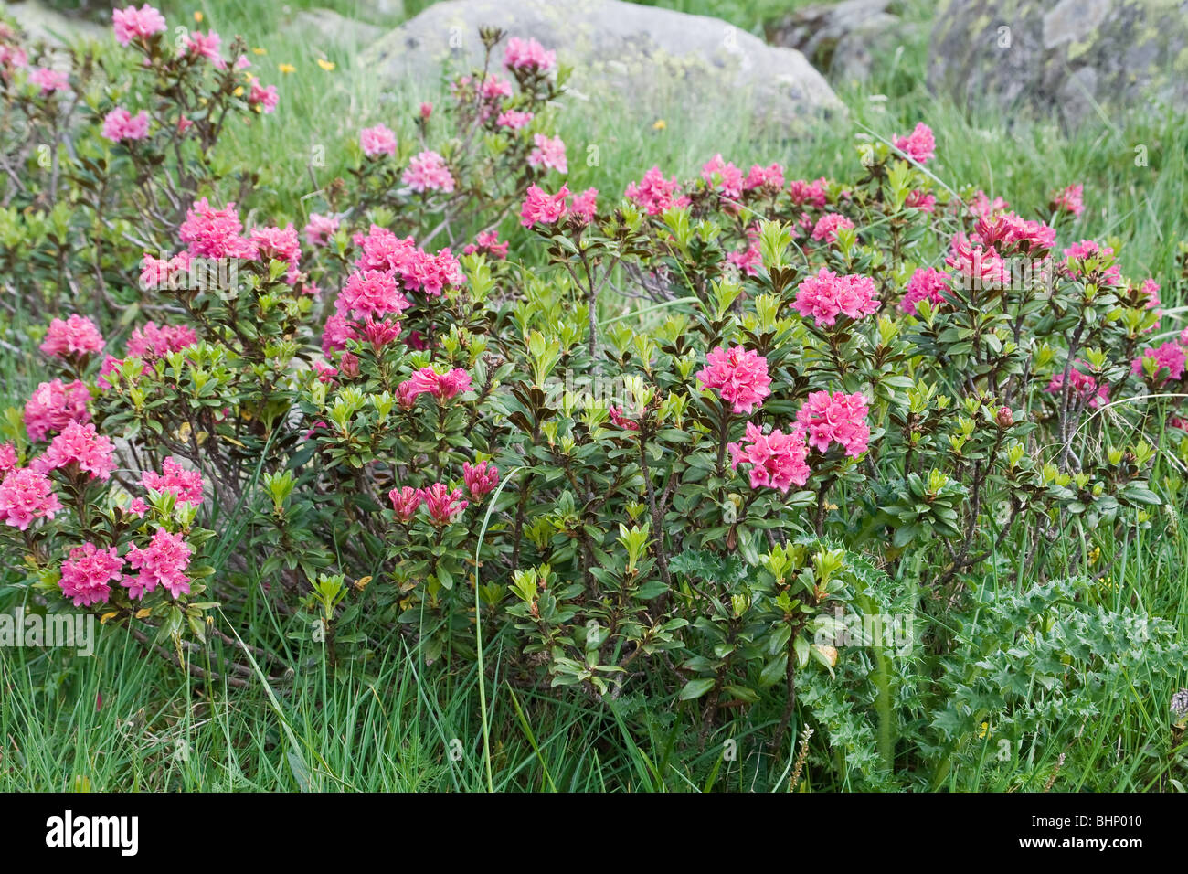 alpine landscape on summer with rhododendron flowers Stock Photo
