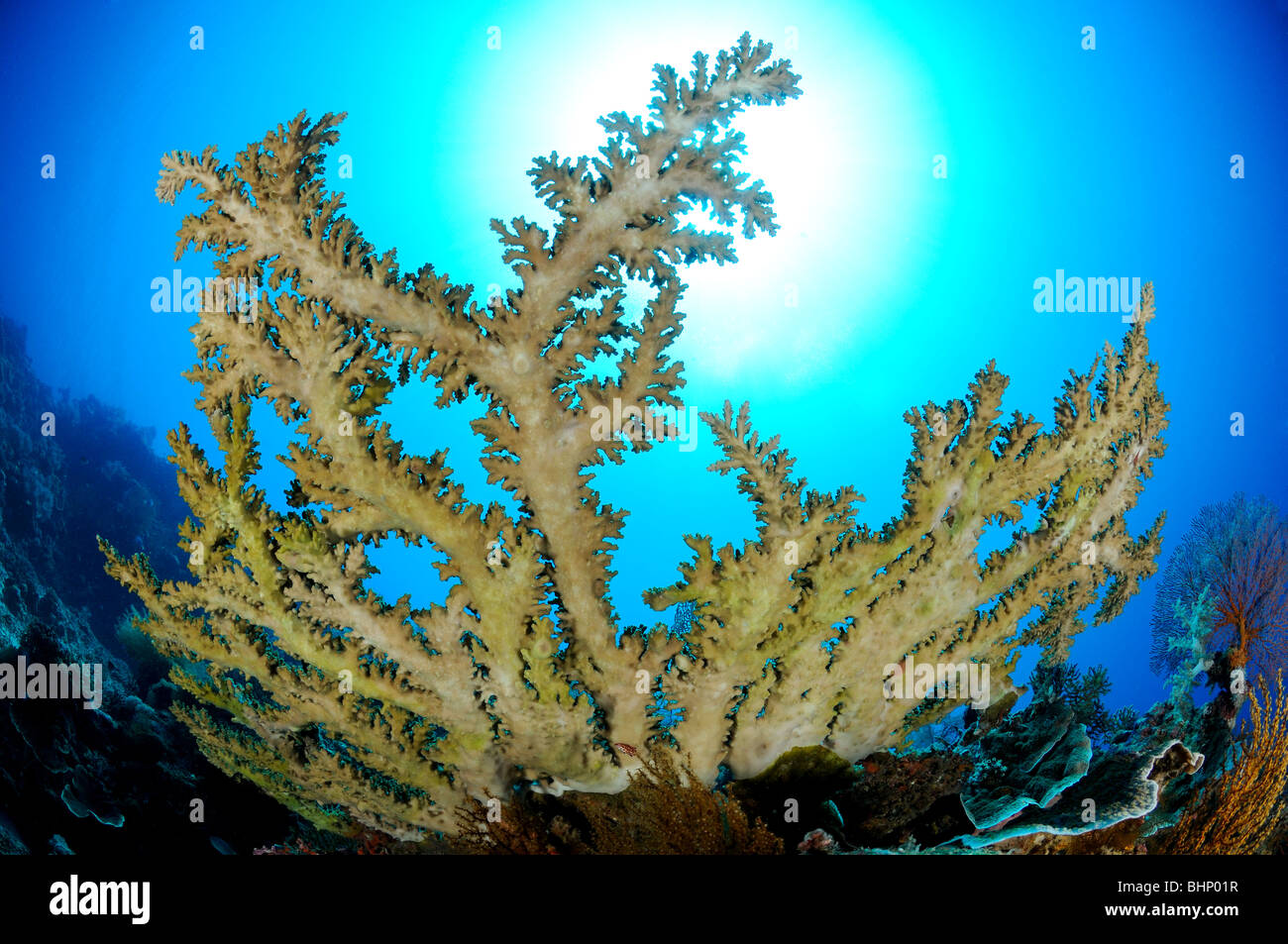 Acropora sp., table coral, Bali, Indonesia, Indo-Pacific Ocean Stock Photo