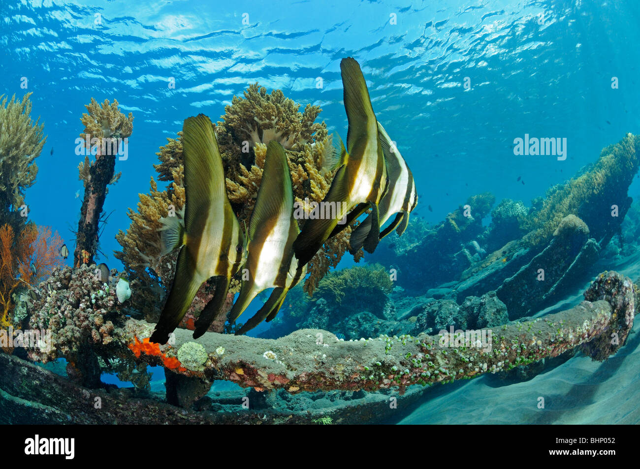 Platax teira, group of juvenile Tall-fin batfish, Amed, Bali, Indonesia, Indo-Pacific Ocean Stock Photo