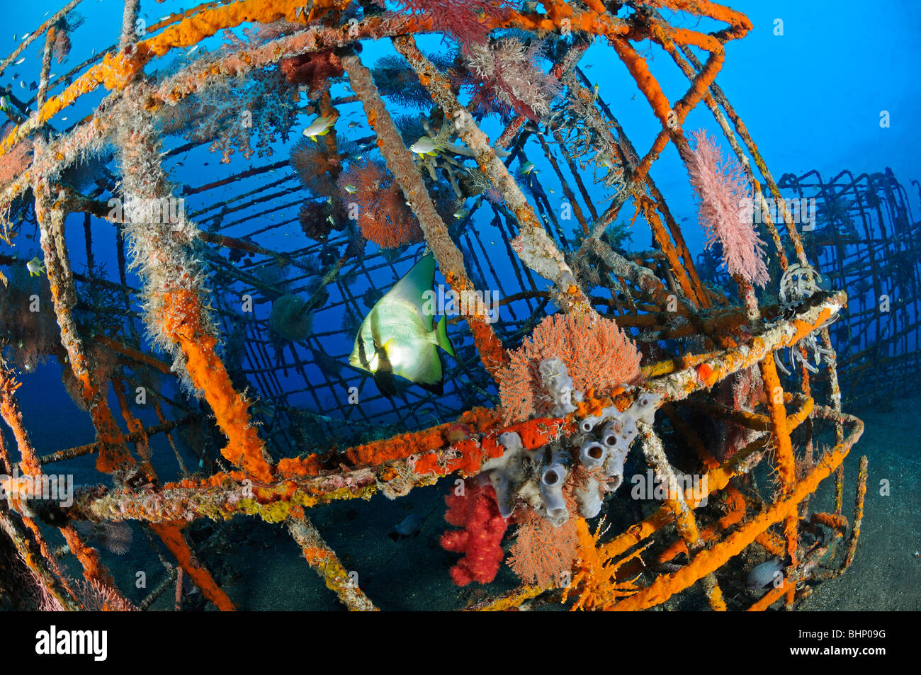Platax pinnatus, Artificial reef with Shaded batfish, Alam Anda, Bali ...
