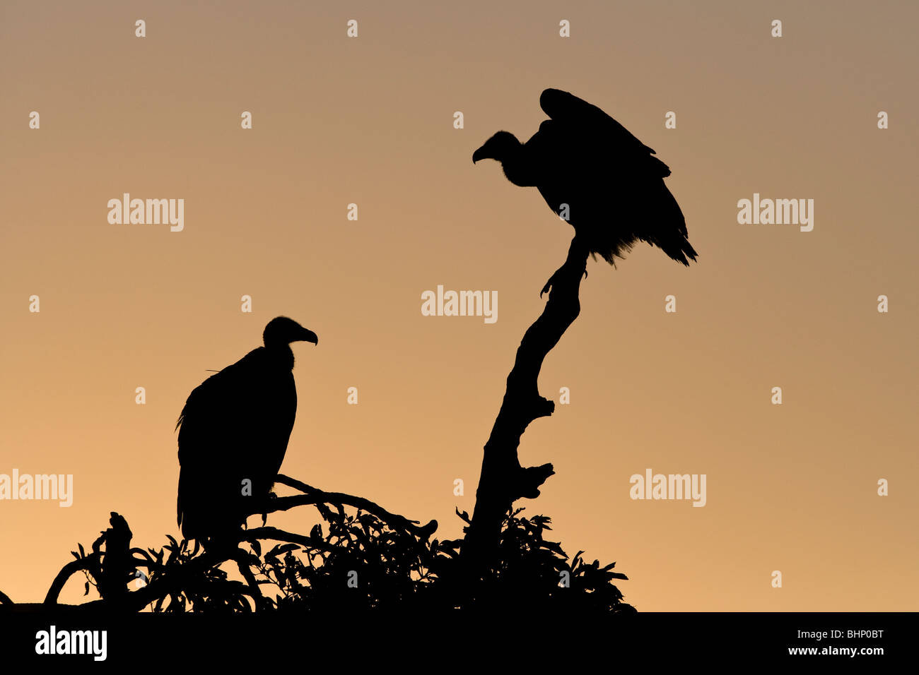 Two white-backed vultures silhouetted against the dusky sky of an African sunset Stock Photo