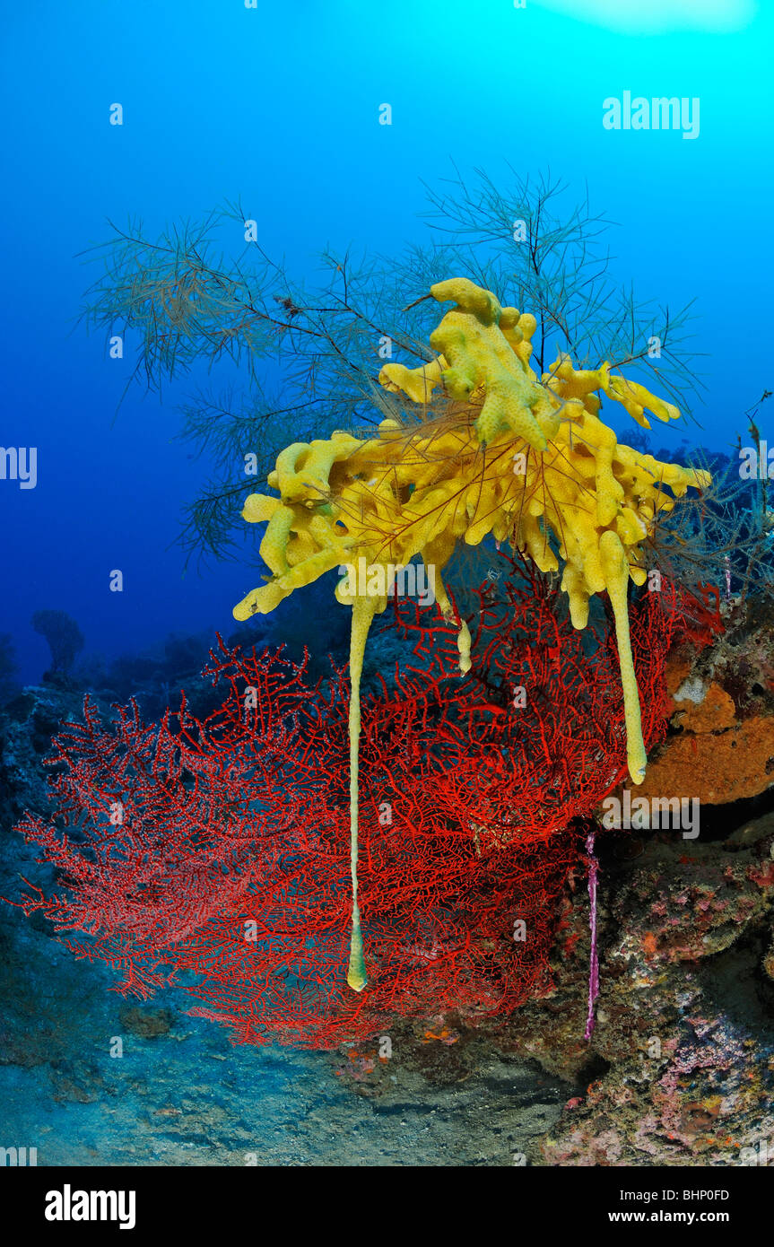 Subergorgia sp., yellow sponge on black coral and red sea fan, Gorgonian Reef, Pemuteran, Bali, Indonesia, Indo-Pacific Ocean Stock Photo