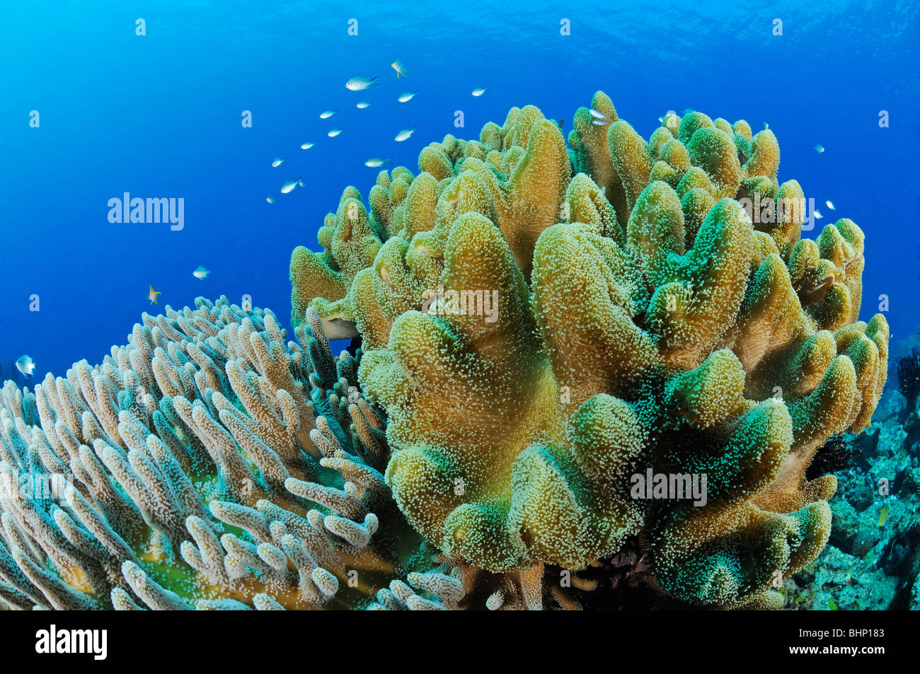 Sinularia sp., Variable finger leather coral, Pemuteran, Napoleon Reef, Bali, Indonesia, Indo-Pacific Ocean Stock Photo