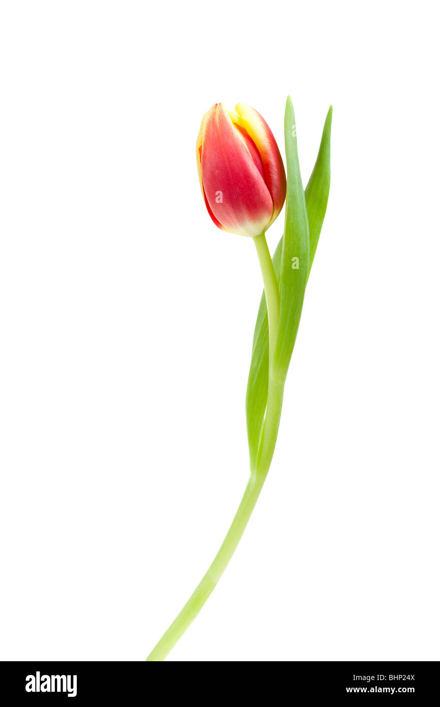 Yellow tulips garden background Cut Out Stock Images & Pictures - Alamy