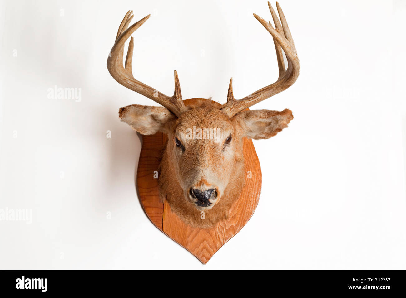 deer head Stock Photo
