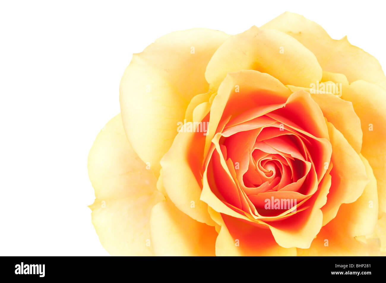 Light orange rose hi-res stock photography and images - Alamy