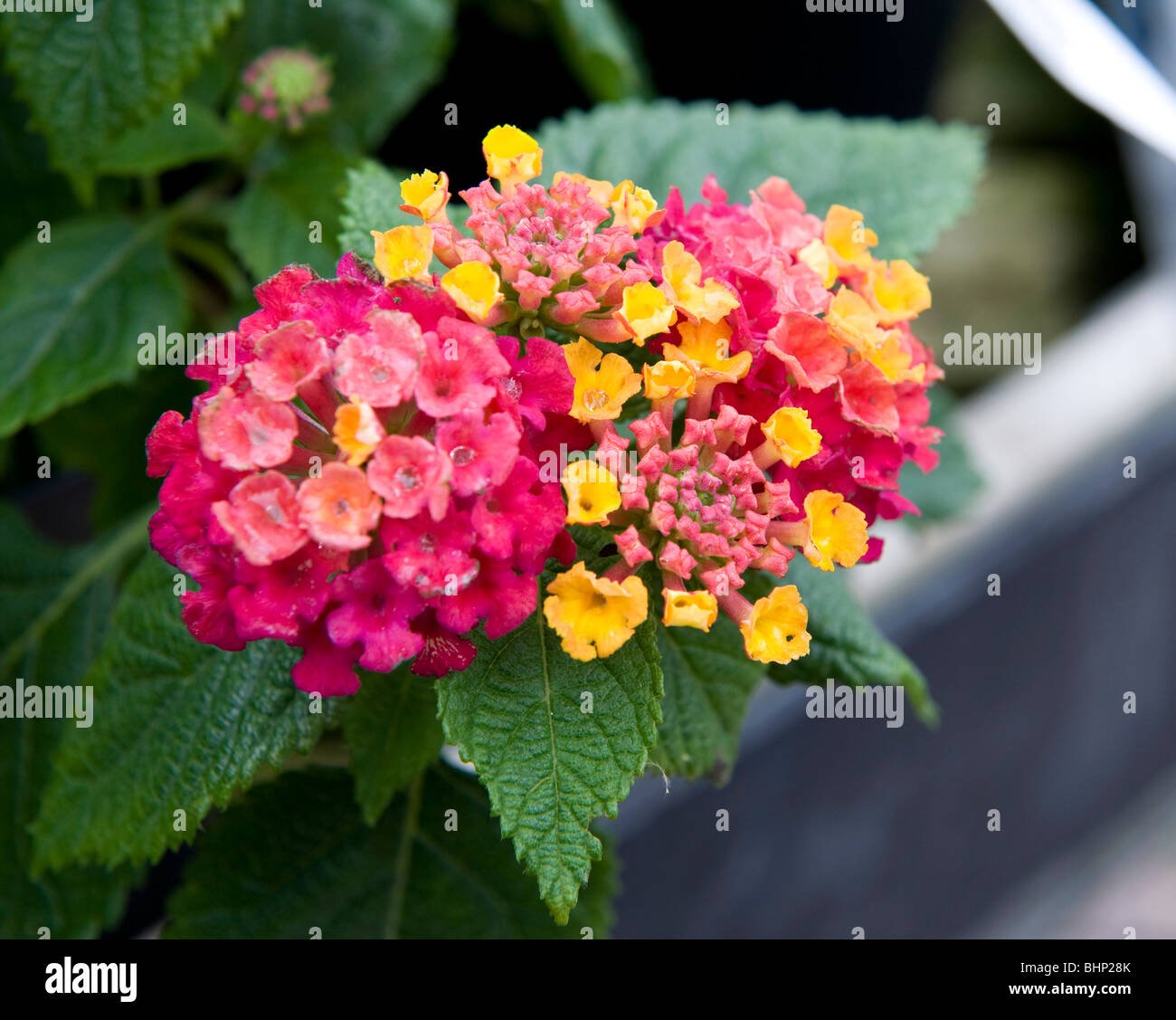 Verbenaceae Latana camara 'Tagerine' cluster small multi colour flowers Stock Photo