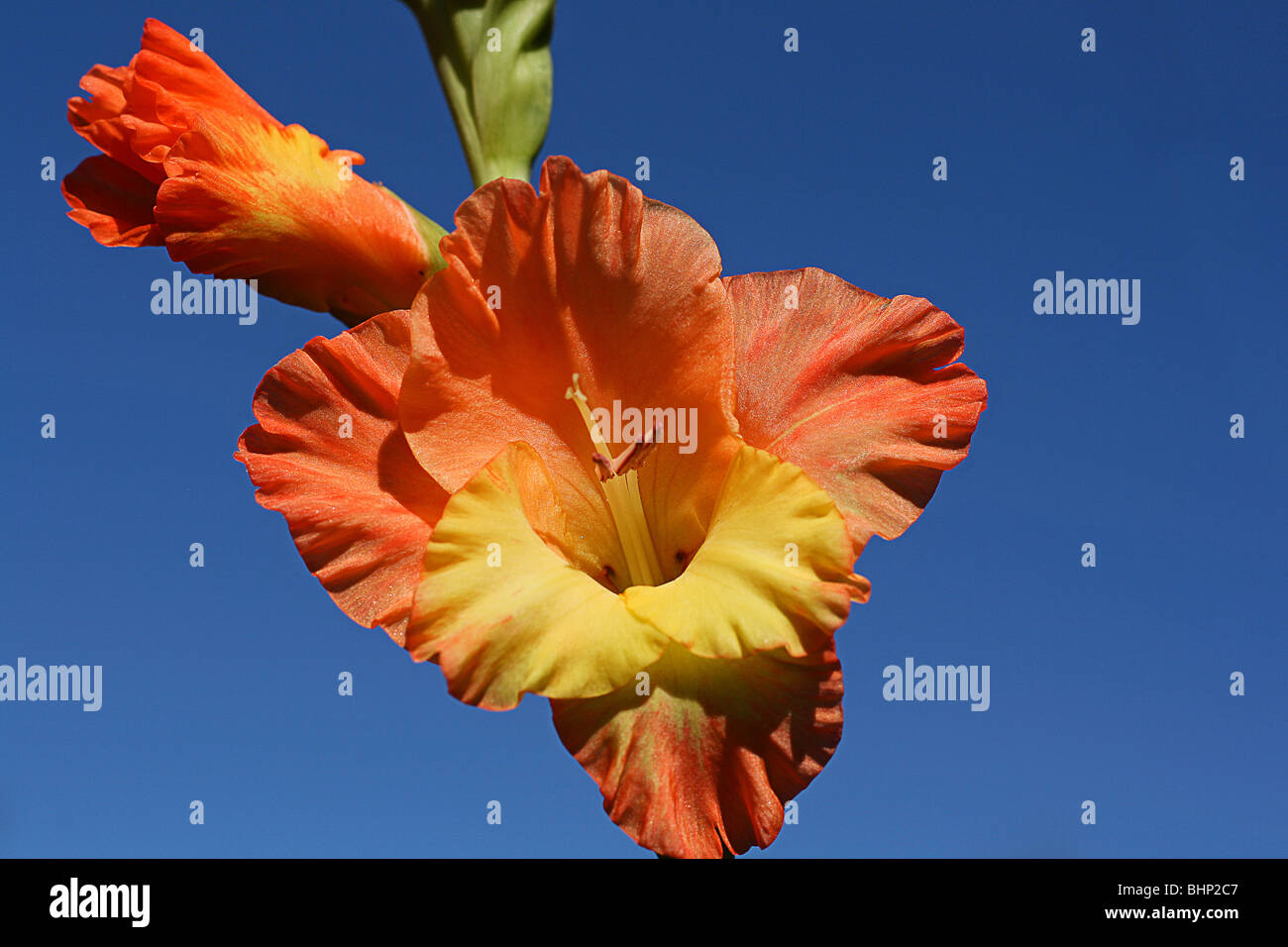 Flowering Gladiolus Stock Photo