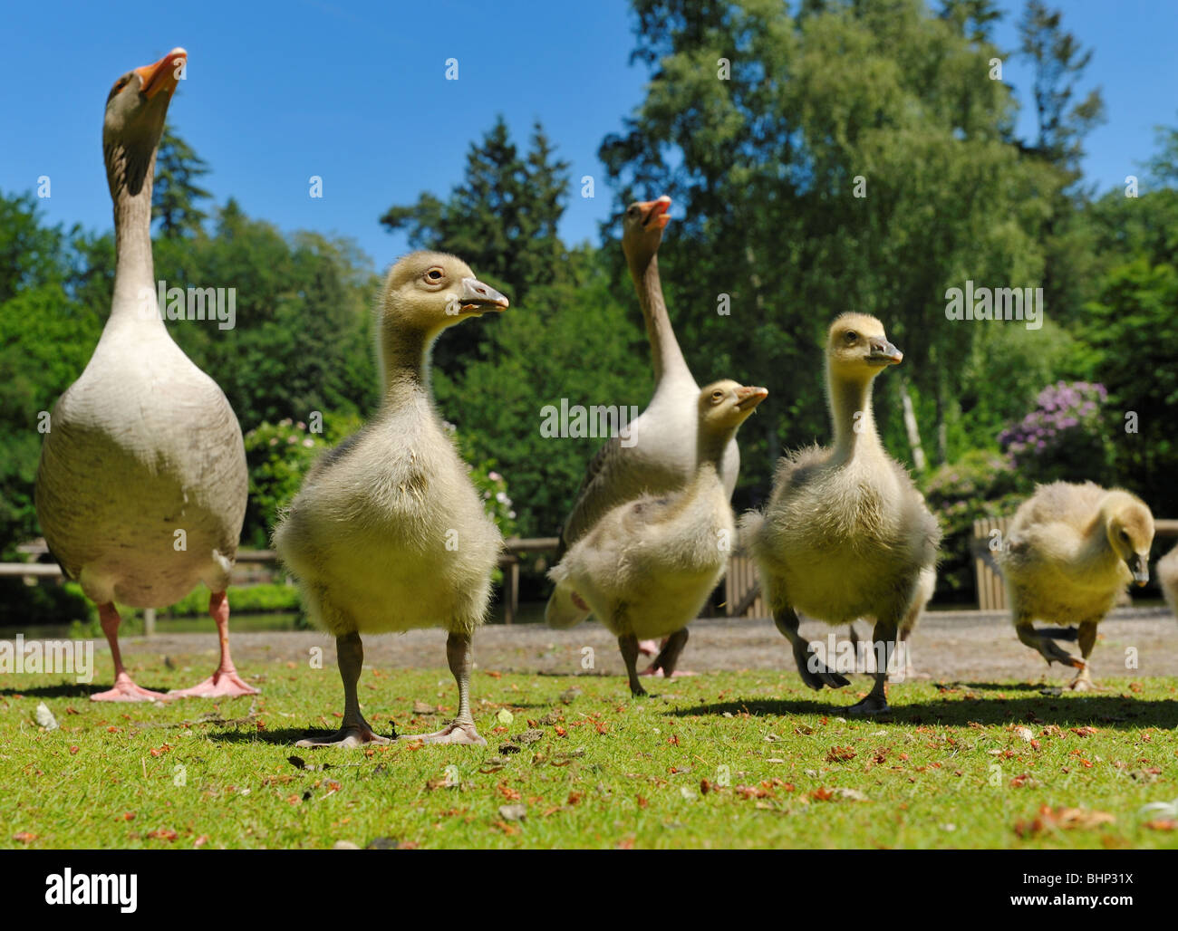 close up of a geese family in spring Stock Photo