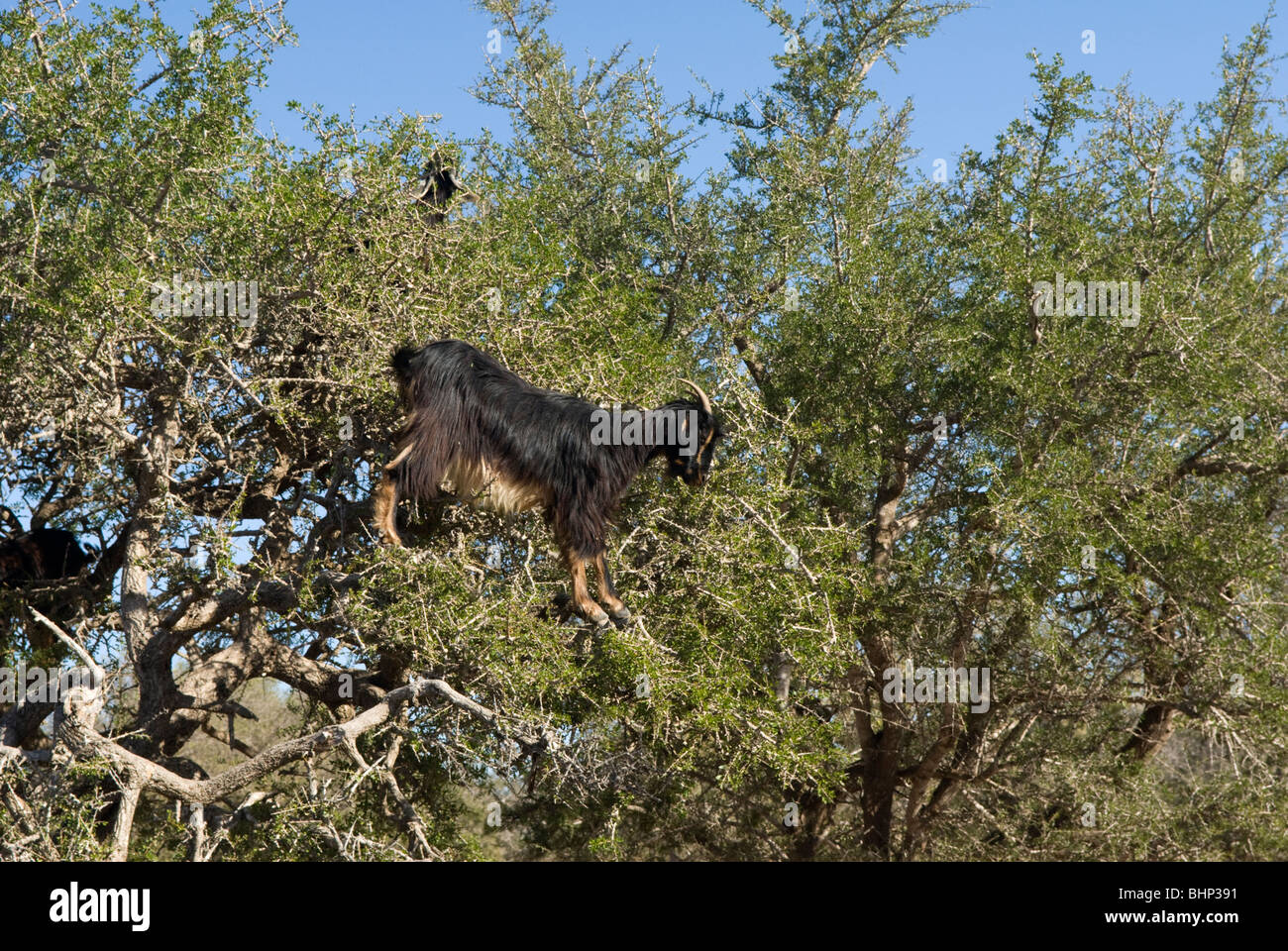 Goats standing in an Argan tree (Argania spinosa) to feed on the leaves and fruit. Marrakech-Tensift-El Haouz region, Morocco. Stock Photo