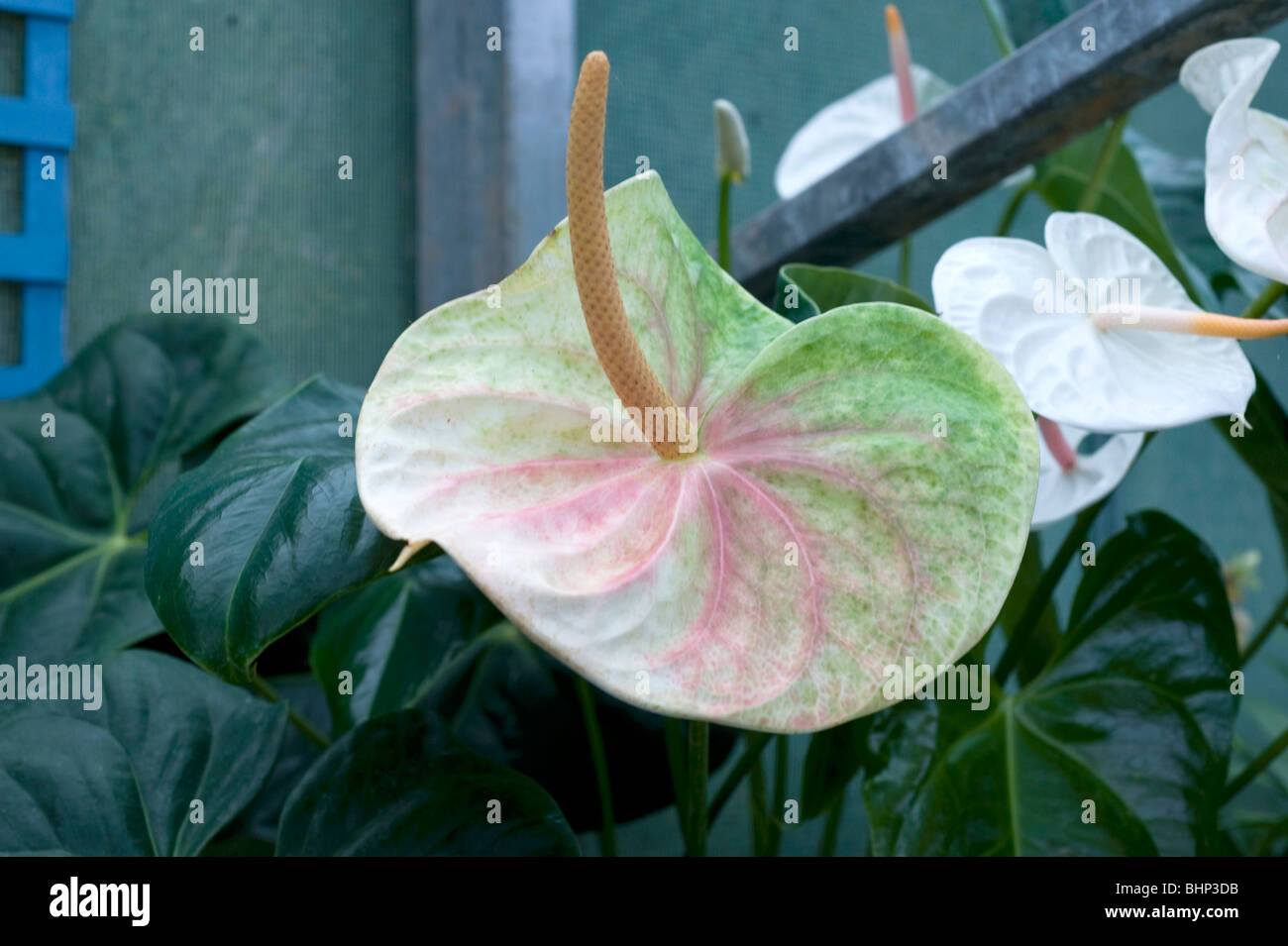 Anthurium Andreanum. A pretty multicolour flower of green & white with pink veins & a light brown pistel. Stock Photo