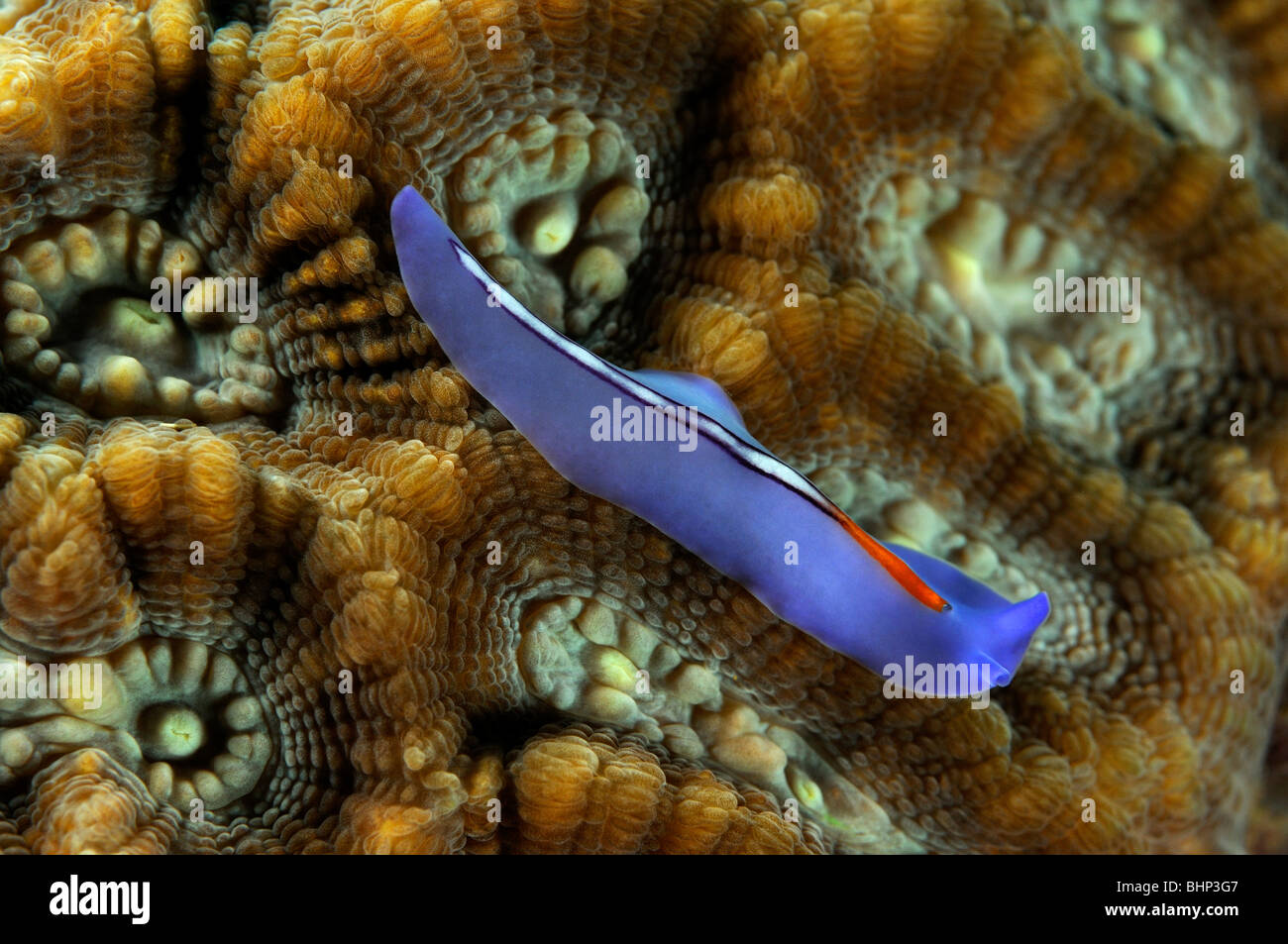 Pseudoceros bifurcus, Racing stripe flatworm on hard coral, Pemuteran, Gondol Reef, Bali, Indonesia, Indo-Pacific Ocean Stock Photo