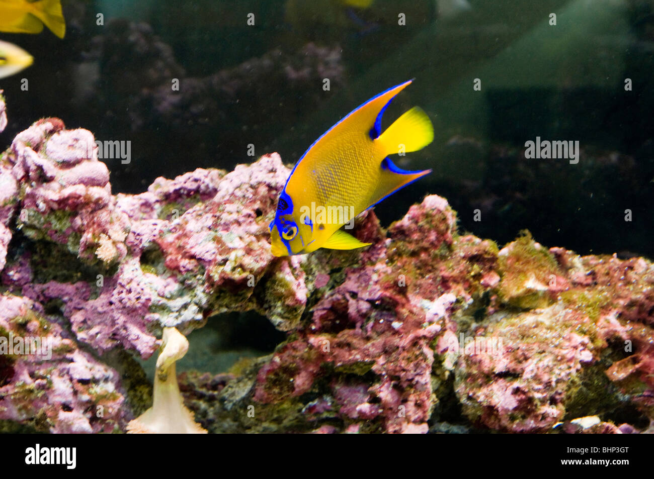 yellow tropical fish in tank with coral Stock Photo