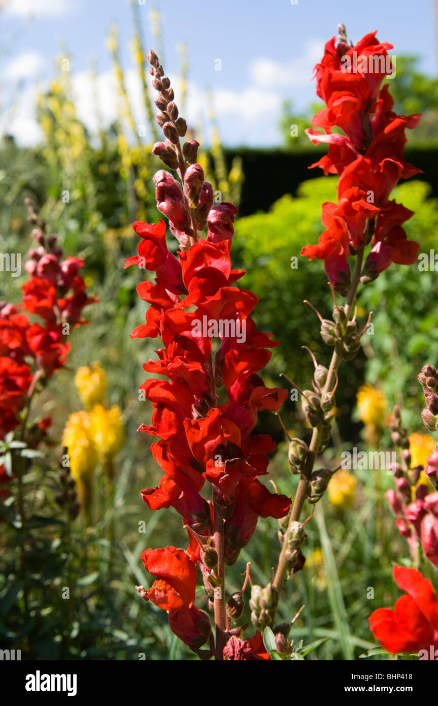 Deep red Antirrhinum (Plantaginaceae) growing in a garden border Stock Photo