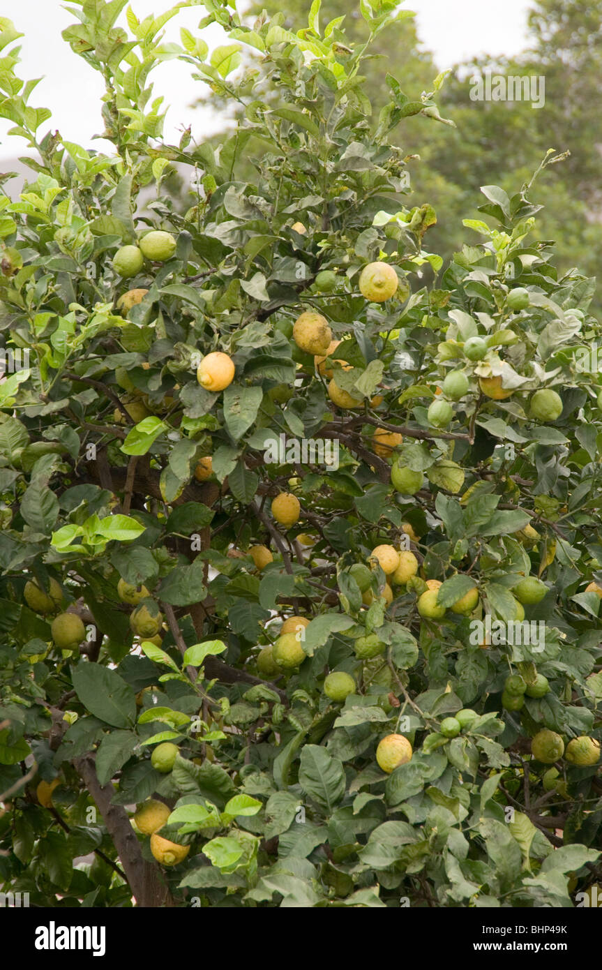 lemon tree trees lemons growing on grower citrus fruit fruits crop