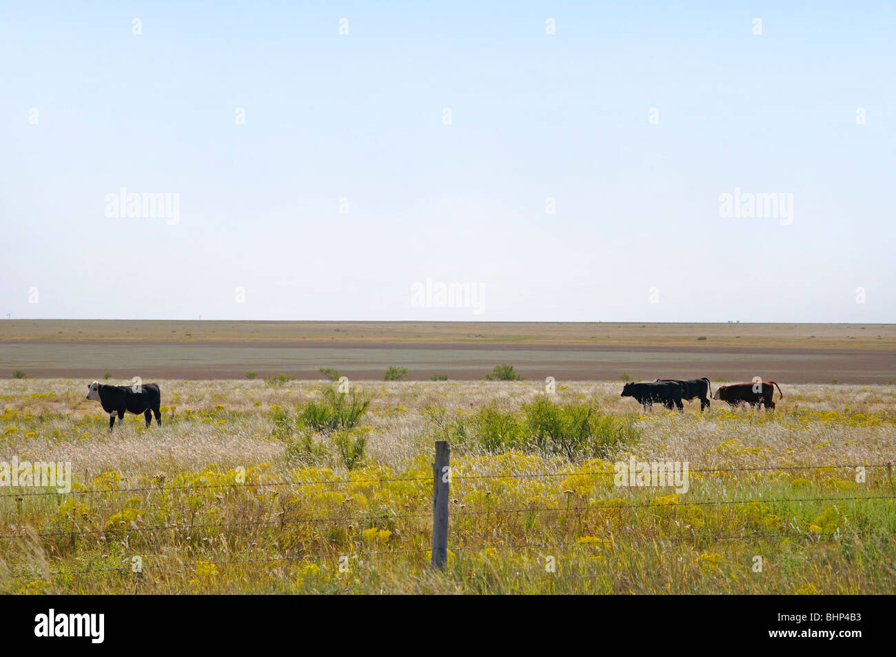 Ranch on Texas high plains Stock Photo Alamy