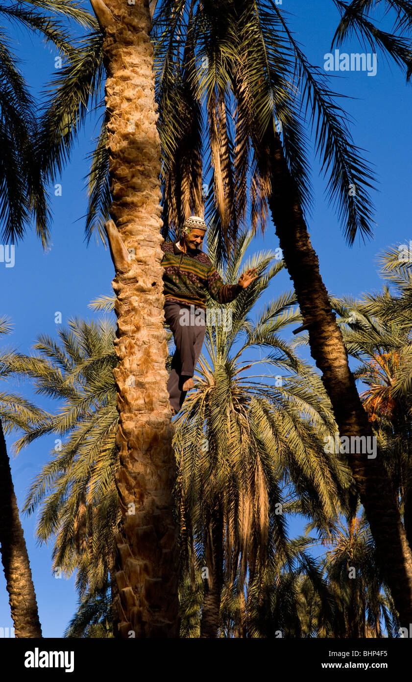 Arab Man Tree Arab man 75 years old climbing Palm tree for dates in Degueche near ...