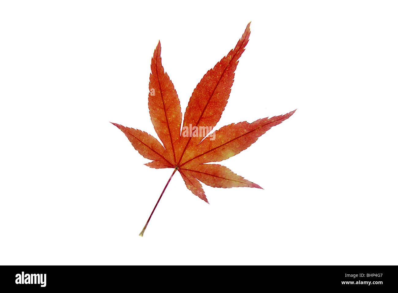 a single autumn leaf on a white background Stock Photo