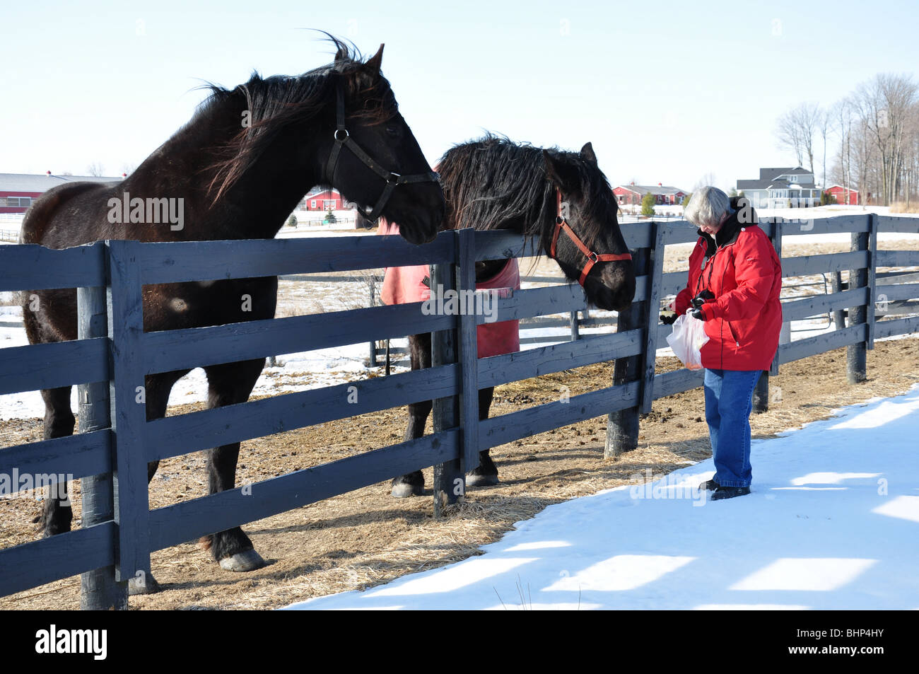 Woman feeding horse in a field in winter in Ontario Canada Stock Photo