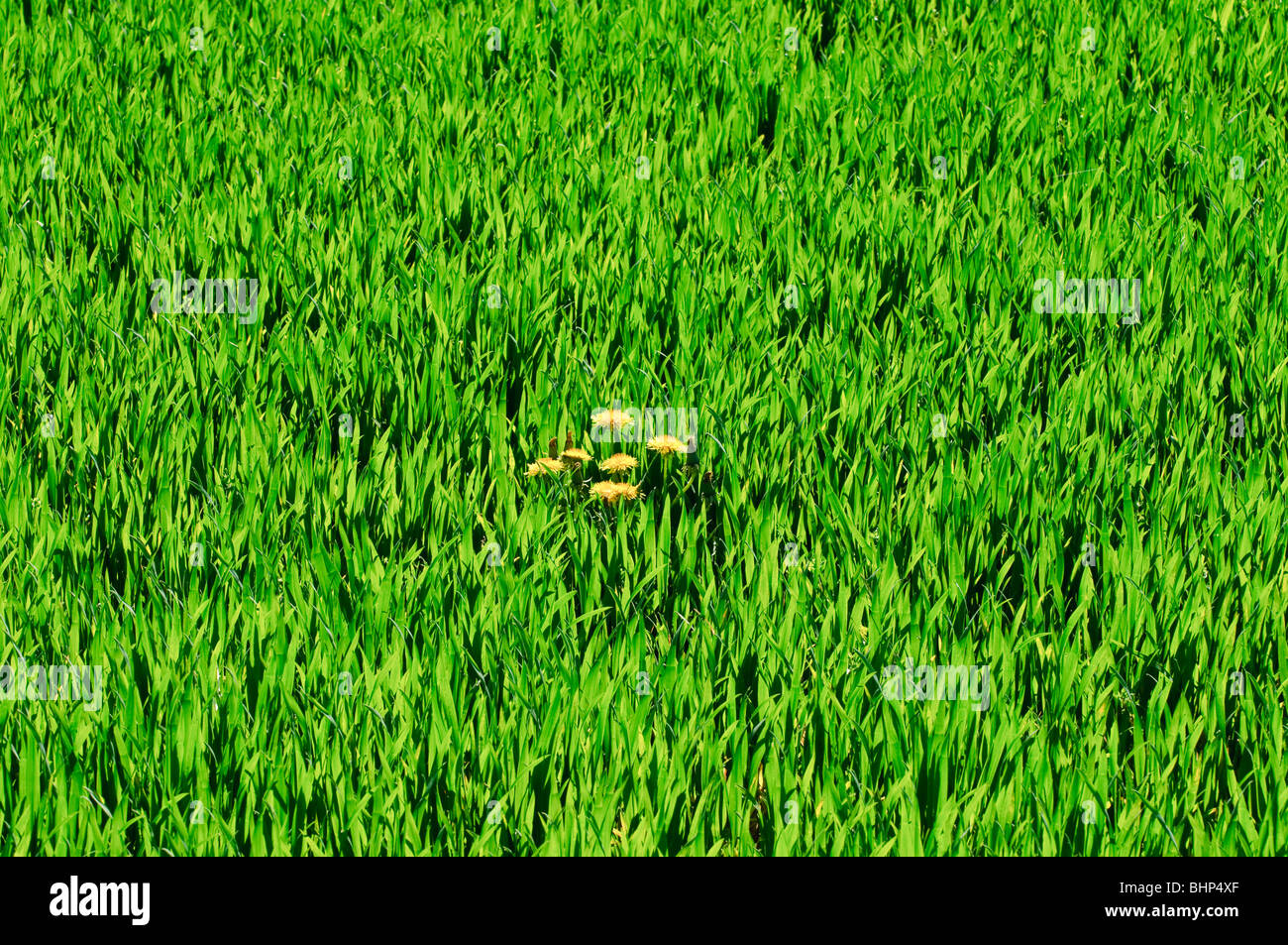 common dandelion in green field, Mecklenburg-Vorpommern Germany Stock Photo