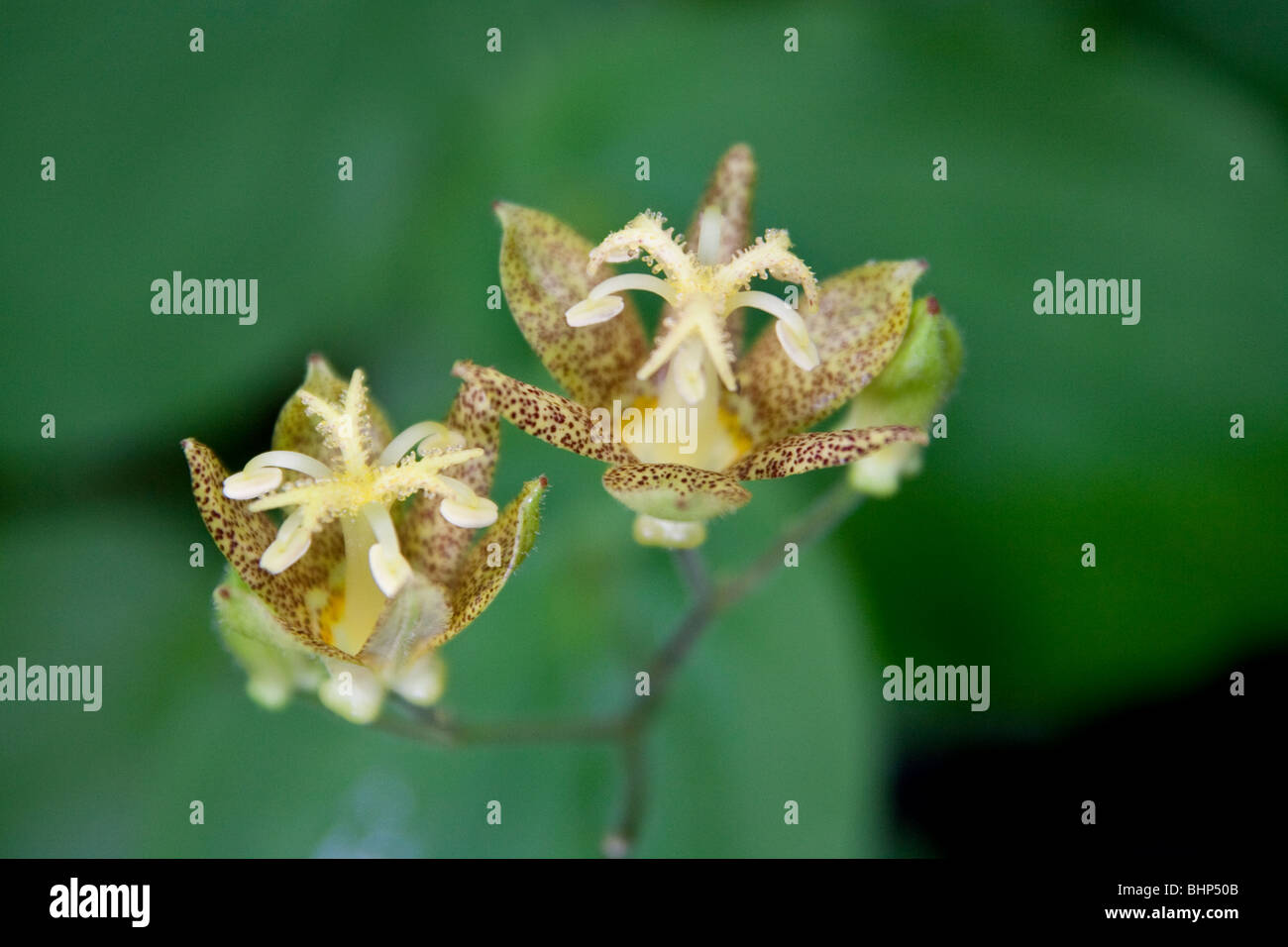 Macro shot of tricyrtis affinis growing in Japan Stock Photo