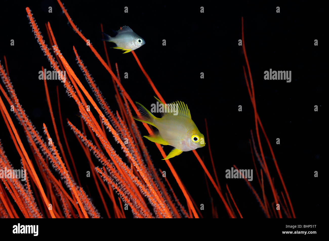 Golden Damsel in  red whip corals, Pemuteran, Deep Reef, Bali Stock Photo