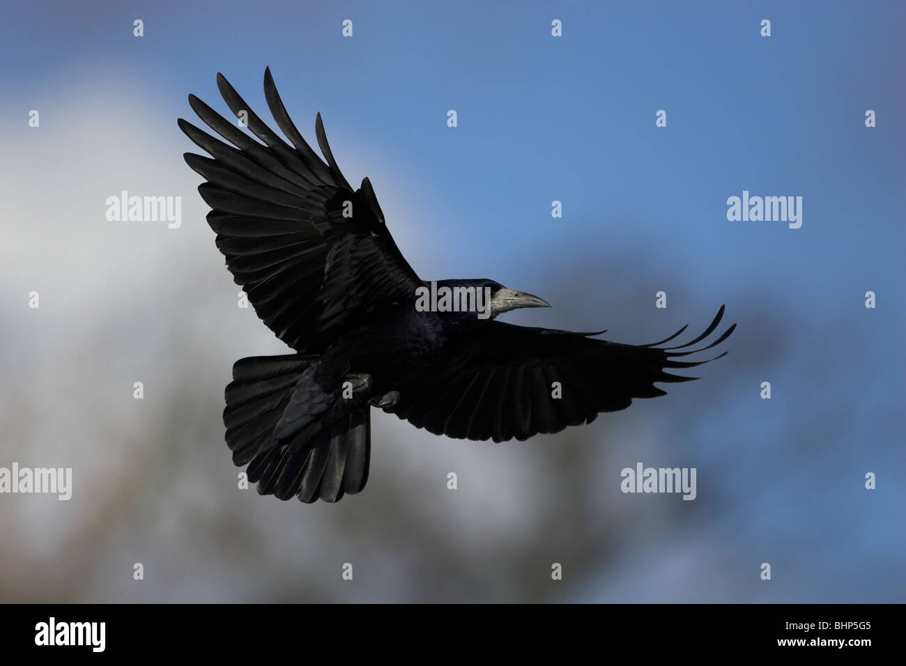 Rook flying hi-res stock photography and images - Alamy