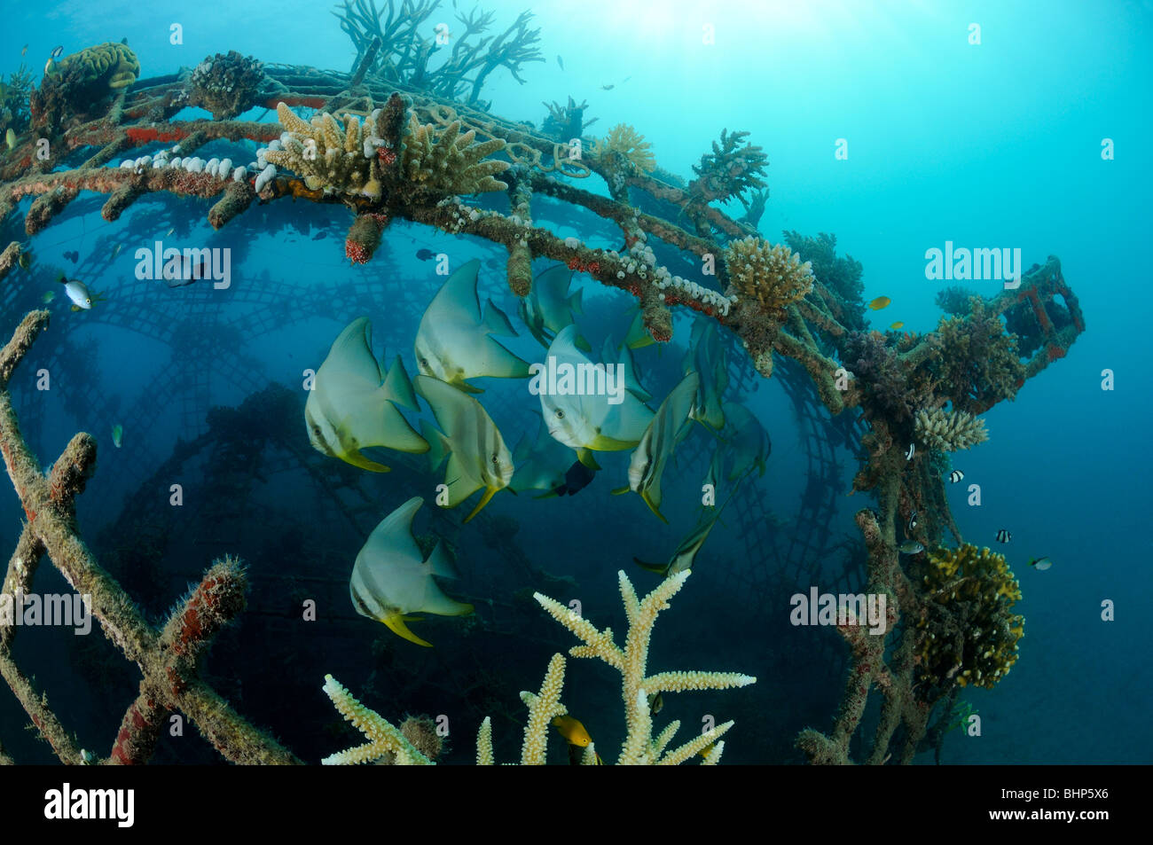 Platax teira, school of Tall-fin batfish on artificial reef, Pemuteran, Bali, Indonesia, Indo-Pacific Ocean Stock Photo