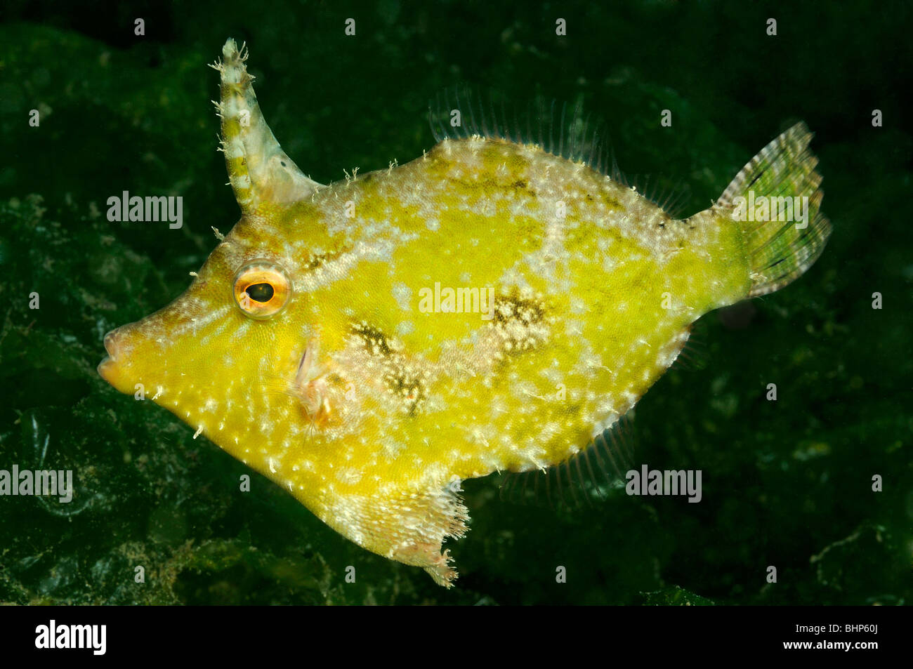 Thamnaconus modestoides, Modest filefish, Secret Bay, Gilimanuk, Bali, Indonesia, Indo-Pacific Ocean Stock Photo