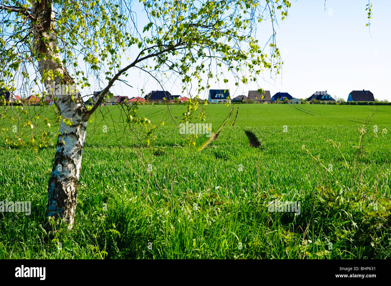birch tree, green field, Mecklenburg-Vorpommern Germany Stock Photo