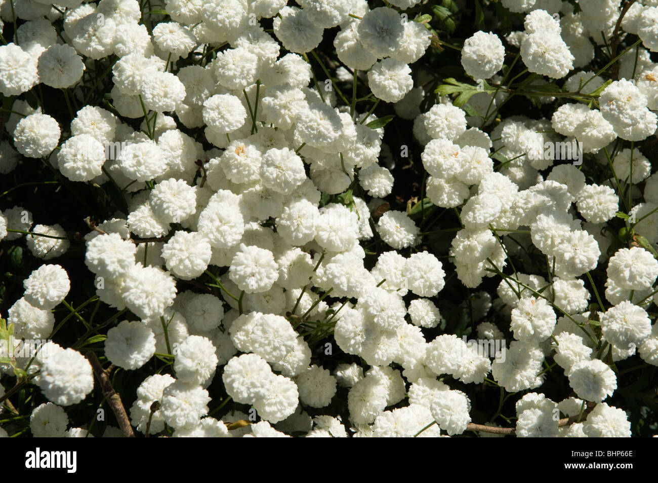 Chrysanthemum (Tanacetum parthenium) Rowallane growing in a sunny garden border Stock Photo