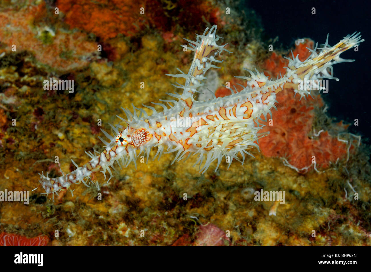 Solenostomus paradoxus, Harlequin ghost pipefish, Ornate ghost pipefish, Pemuteran, houserref, Bali Stock Photo