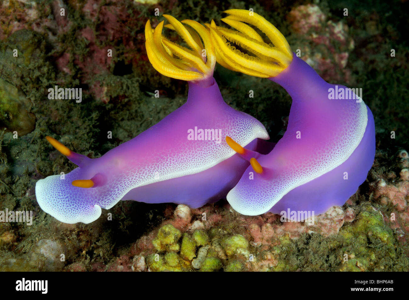 Hypselodoris apolegma, Hypselodoris bullockii, Purple chromodoris, purple nudibranchs, Pemuteran, houserref, Bali Stock Photo