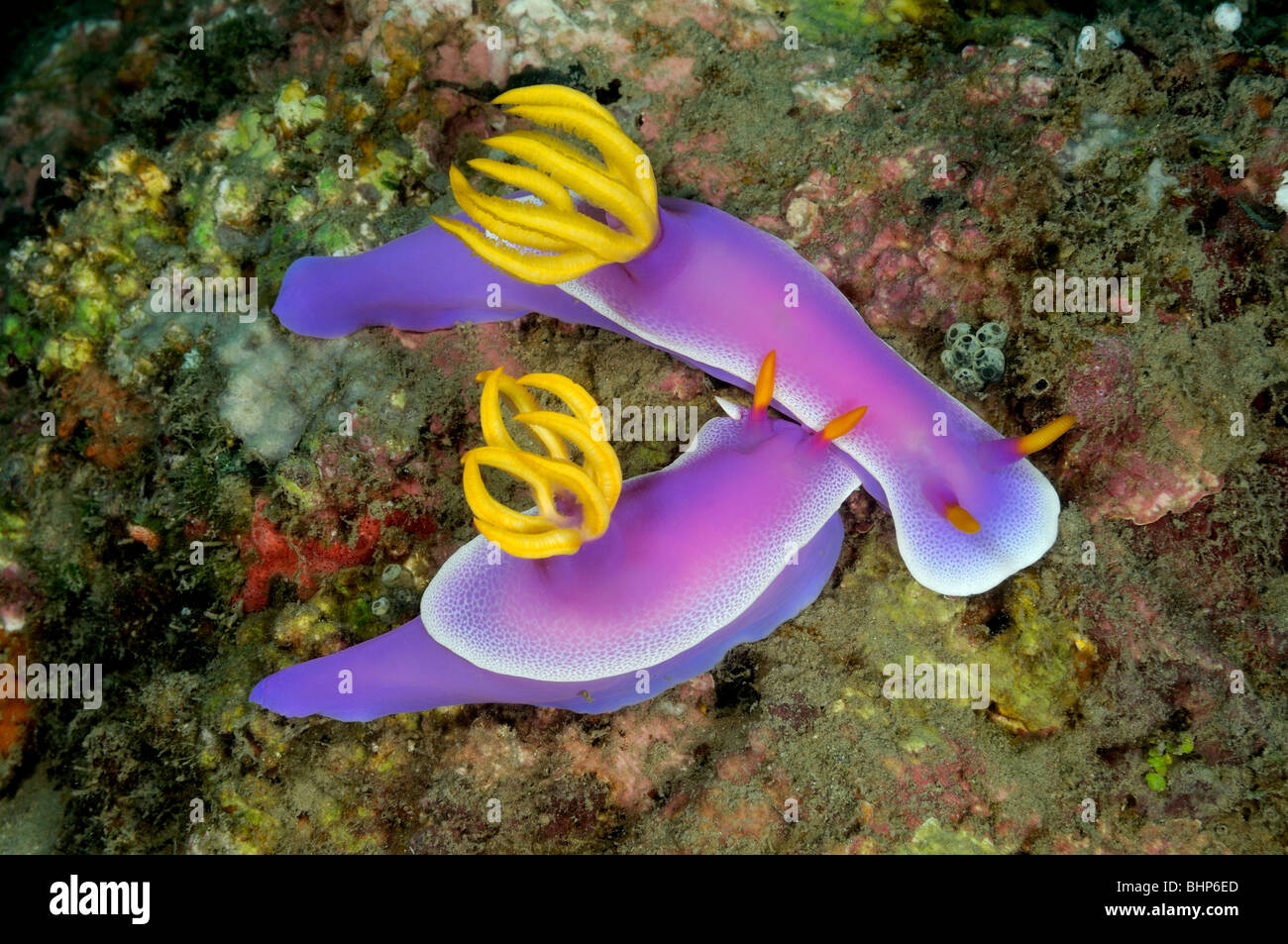 Hypselodoris apolegma, Hypselodoris bullockii, Purple chromodoris, purple nudibranchs, Pemuteran, houserref, Bali Stock Photo