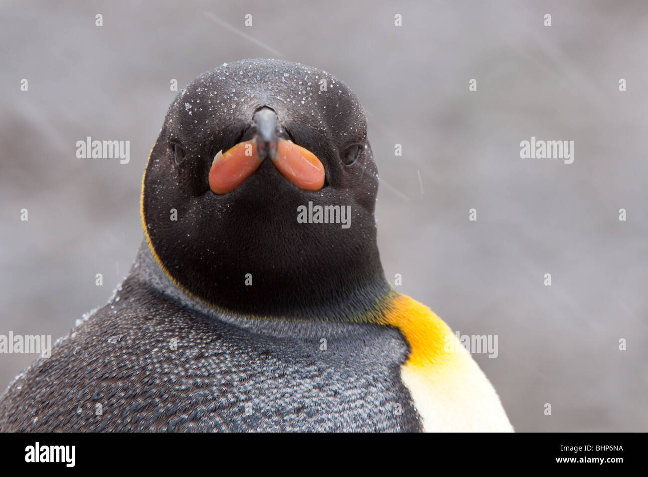 King penguin stare Stock Photo - Alamy