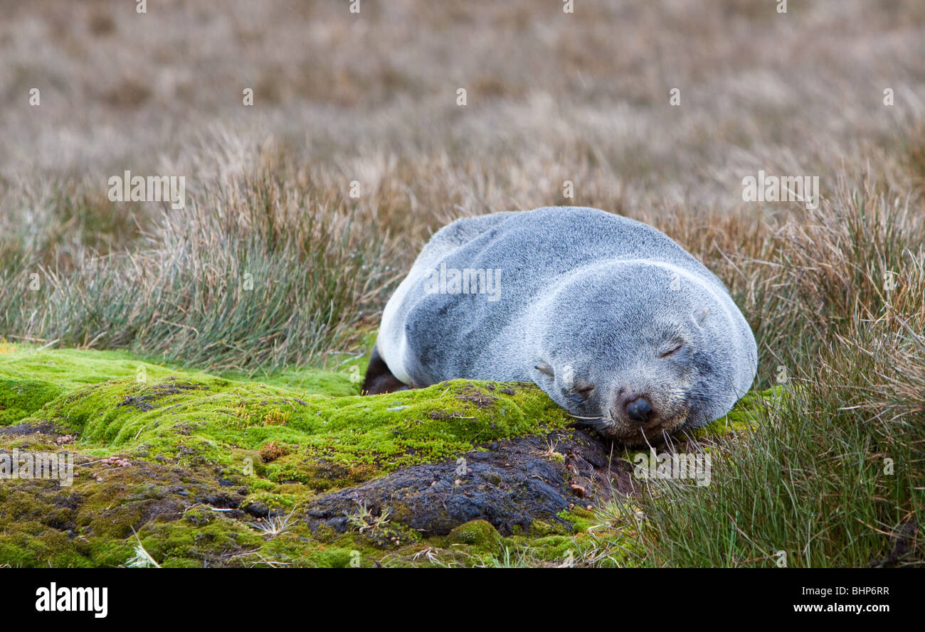 Fur seal sleeping Stock Photo