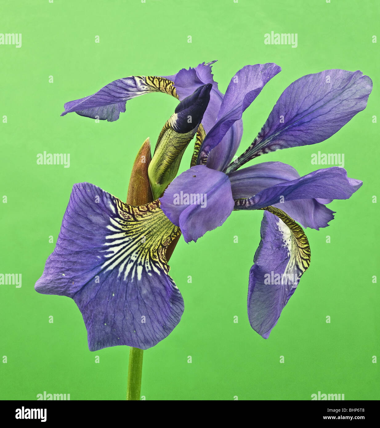 blue lily Iris versicolor Stock Photo