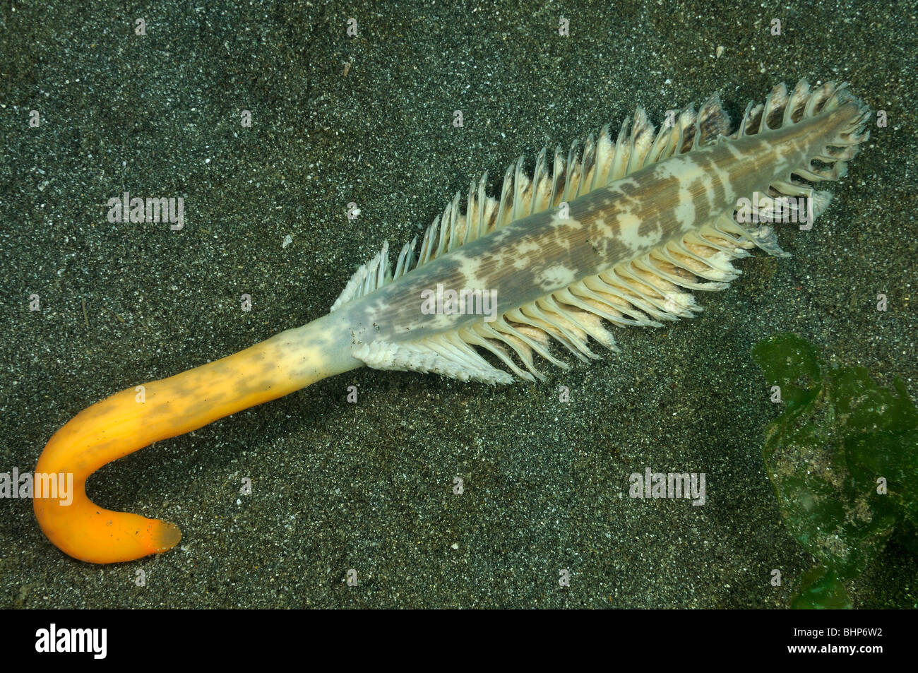 Sea Pen outside with its foot visible, Secret Bay, Gilimanuk, Bali, Indonesia, Indo-Pacific Ocean Stock Photo