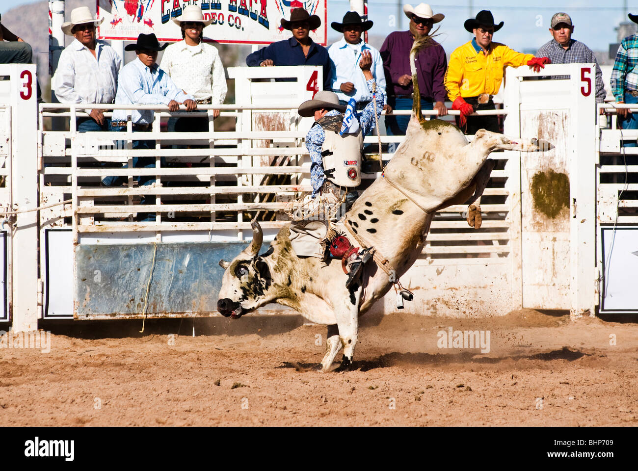 a cowboy competes in the bull riding event during the O'Odham Tash all ...