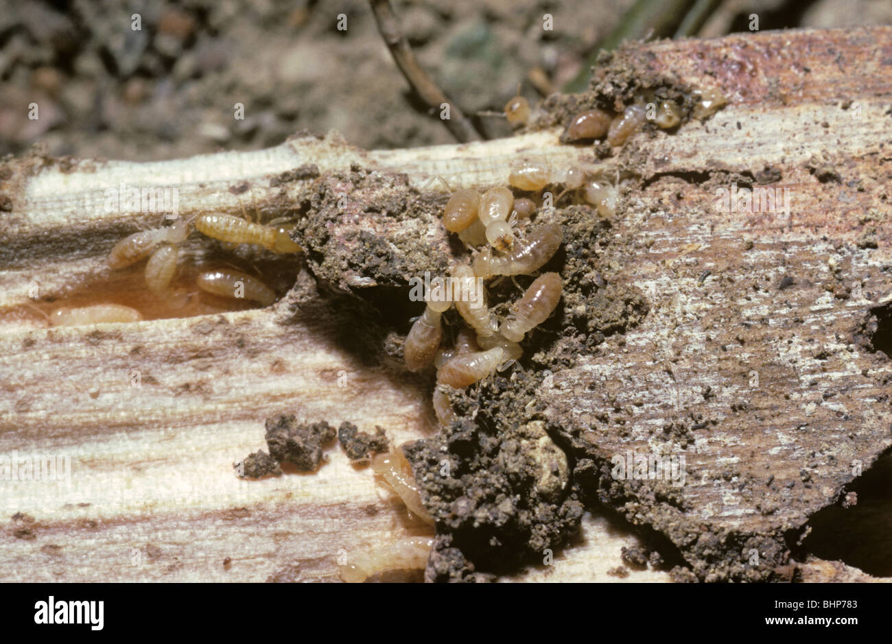 Termites (Reticulotermes lucifugus) in wood in which they chew out