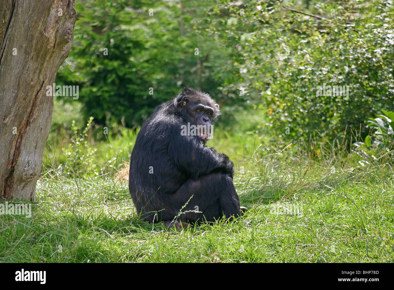 Chimpanzee Stock Photo